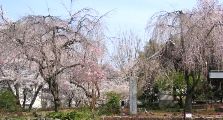左は蕾みさえ見ることできない、そして右の吉祥院の600年の子孫。07.04.07.