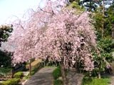 吉祥院境内北側鐘突堂の枝垂桜。07.04.07.
