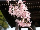 鐘突堂の枝垂桜は一重薄紅色です。07.04.07.