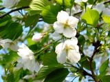 野生美あふる若葉も緑、花芯も緑の爽やかさ。07.04.10.
