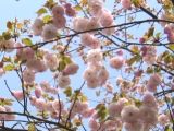 小枝もしなるほどに満開です。07.04.12.