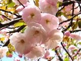 可憐な大輪の八重桜。07.04.12.
