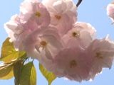 白無垢なのか春陽が透かして見える。07.04.12.