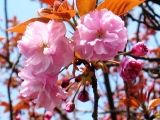 淡紅色の大輪のこのたわわさ。07.04.12.