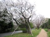 尾根緑道の古木の桜達の並木です。07.04.07.