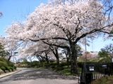 名に恥じぬ桜達です。07.04.05.