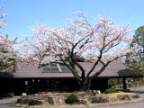 クラブハウス前の桜。07.04.05.