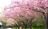 枝を広げたたわわに八重の花を咲かせる里桜。07.04.15.