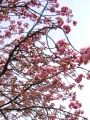 小枝の先に複数の花を咲かせる。07.04.15.
