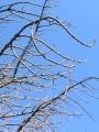 里桜は天に向かい太い小枝を熊手のように伸ばす。07.03.18.