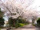 ゆったりと枝を広げるさくら並木。07.04.07.