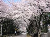 静かな青山霊園。05.04.07.
