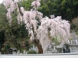 円通寺墓地内の枝垂れの古木。06.03.29.