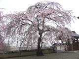 円通寺境内から。06.03.29.