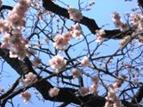 淡紅色の枝垂れ桜05.03.16