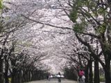 {spق̍؁B06.03.31.