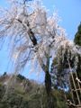 本殿裏庭の高木枝垂れ。06.04.04.