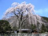 浄福寺山門横の石垣の上の枝垂れ。06.04.04.