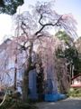 海禅寺のしだれ。06.03.29.