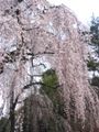 流れ落ちんばかりの枝垂れ。06.03.28.