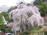 見事に満開のしだれ桜。06.03.28.