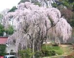 川井家の枝垂れ桜。06.03.28.