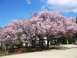 吉祥院の小彼岸桜。06.03.31.