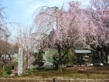 薄紅色の枝垂れと石碑。06.03.28.