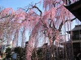 本堂から仰ぎ見る枝垂れさくら。06.03.27.