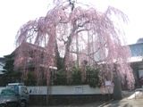 山門側から逆行の朝日に照らされるしだれ。06.03.27.