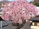 甍を従えた紅枝垂れさくら。06.03.27.
