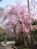 枝垂れ桜2本目。05.04.06.