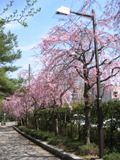 枝垂れ桜5本目。05.04.09