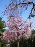 枝垂れ桜6〜7本目。05.04.10