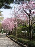 枝垂れ桜3〜4本目。05.04.08