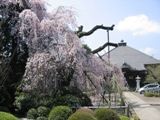 懸命に生きる金剛寺の枝垂桜05.04.14.