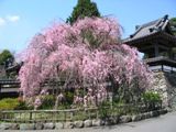 若木である紅色の枝垂れ桜05.04.14.