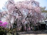 青梅梅岩寺山門の枝垂れさくら。05.04.14.