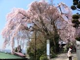 青梅梅岩寺の枝垂れ桜。05.04.14.