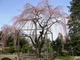 心源寺の枝垂れ桜。06.03.29.