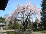 やっと満開の心厳寺のしだれ。06.04.04.
