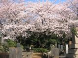 染井霊園には誰もいない静けさ。05.04.07.