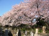 染井霊園の若木。05.04.07.