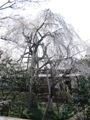 大光寺社務所前の枝垂れ。06.03.30.