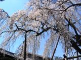 枝ぶりも見事です。06.03.30.