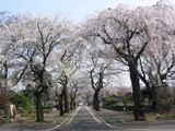 多磨霊園内の枝垂れ桜並木。06.03.28.