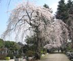 静かに佇む枝垂桜。06.03.28.