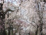 重なり合ういとさくら。06.03.28.