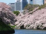 千鳥が淵。枝ぶり日本一か。05.04.07
