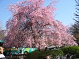 国立学園通り「紅枝垂れ」05.04.08.